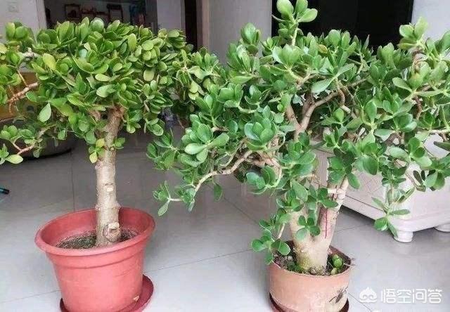 玉树养成盆景的几个技巧，为什么有人养在室内就容易挂掉呢？插图30