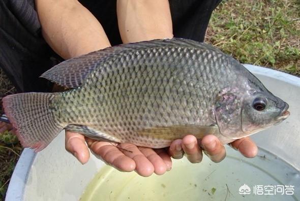 野钓胡子鱼的饵料:钓大罗非鱼的化氏饵料要怎么搭配才好？