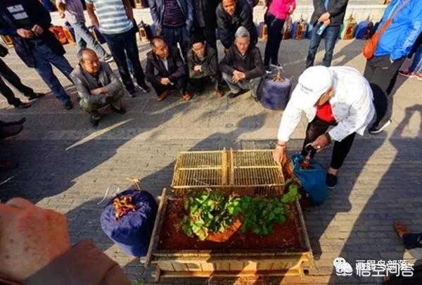 画眉鸟的图片:为什么方头画眉鸟野性大，依然那么多人喜欢饲养？