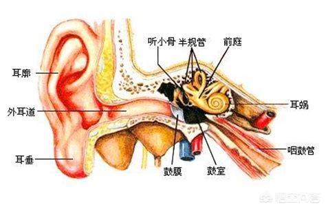 晕车是耳朵里面哪个位置有问题，该怎么办？