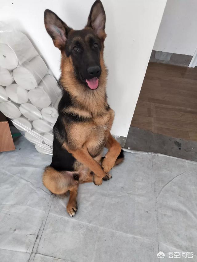 比利时牧羊犬的价格行情:德国牧羊犬幼犬多少钱一只？