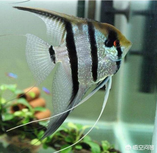 霓虹燕子鱼吃什么东西:火焰变色龙鱼可以和霓虹燕子混养吗？