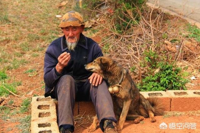 英国斗牛犬会看家吗:想养一只看家犬，有什么好的推荐？