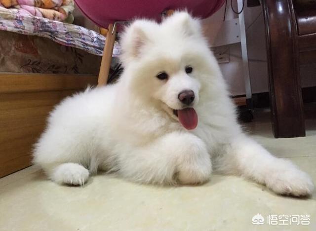 微笑天使狗萨摩耶犬能活几年:萨摩耶犬如果好好养，寿命能变长吗？