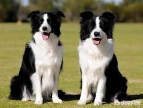德牧训练有几种项目:德国牧羊犬可以担任什么工作？