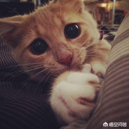深圳猫咪领养吧:想领养一只猫咪，你有哪些建议？有哪些注意事项？