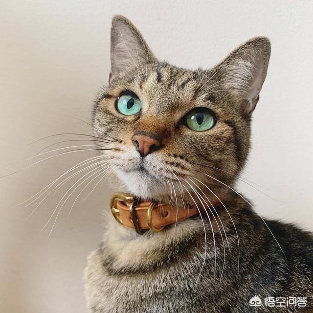 异国短毛猫护理经验:异国短毛猫掉毛多、毛球也多，异国短毛猫的毛球怎么解决？