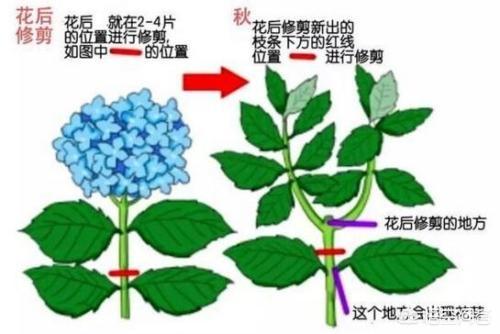 头条问答 绣球花的种植方法 92个回答