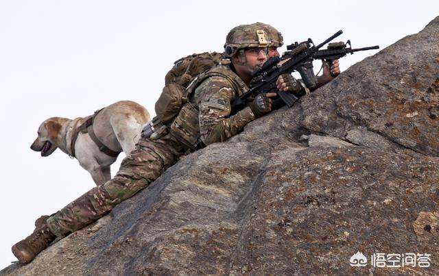 短毛萨路基猎犬图片:世界单兵战力最强的十大陆战动物都有哪些？