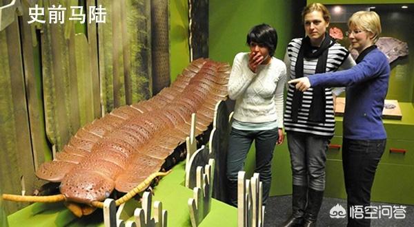 巨脉蜻蜓:如果地球的氧气含量突然增加一倍，会发生什么