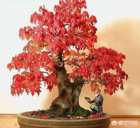 盆景五大流派:做盆栽的话，需要什么样的技术？