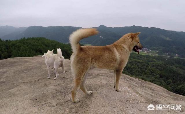 东非猎犬厂家:如果带土狗去宠物店做造型会被拒绝吗？