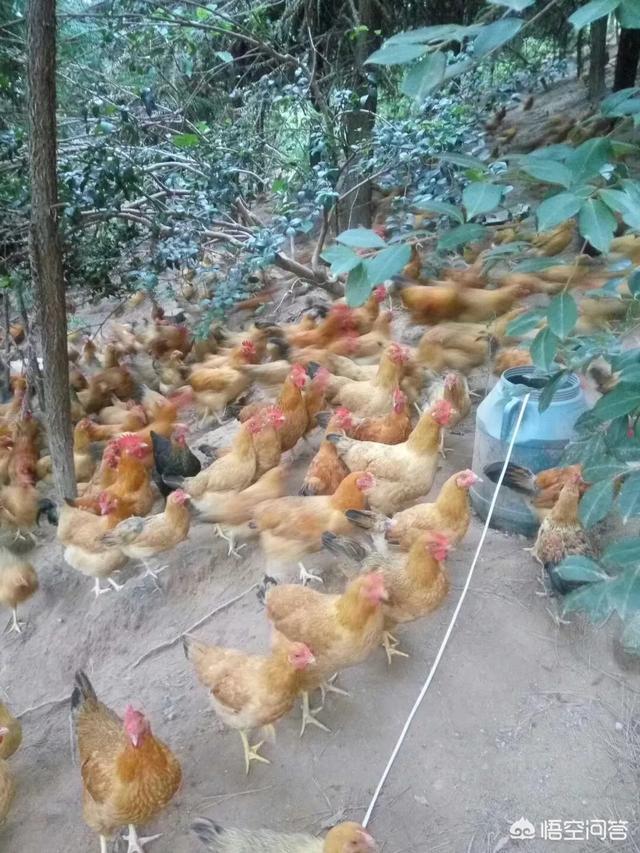 养鸡兽医专家在线咨询:林下养殖土鸡难吗？需要注意哪些方面？