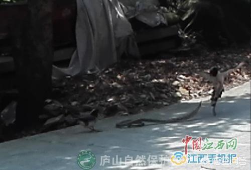 赤链蛇的图片:请问带鸡冠的蛇是什么蛇，我见过三米多长的，有啤酒并那么粗？ 赤链蛇的图片 有毒