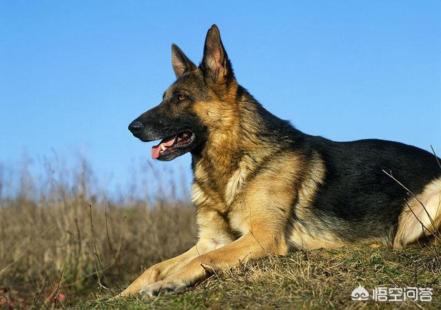 一岁的德国牧羊犬吃什么:家养德牧一岁，太温顺不咬人不叫唤，应该怎么办？