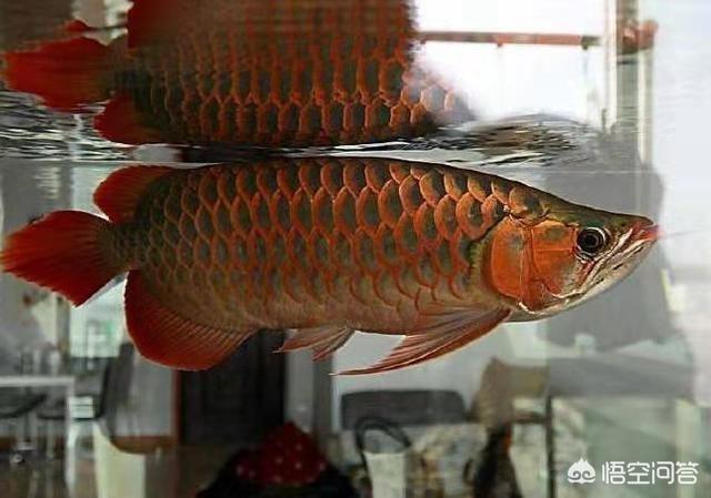 观赏鱼龙鱼:观赏鱼龙鱼 龙鱼和鹦鹉鱼可以一起养吗？需要注意哪些问题？
