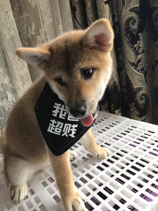 哈士奇智商低吗:哈士奇真的那么“蠢”吗？