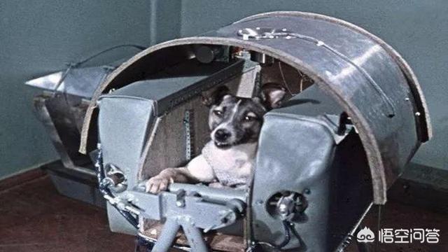 太空狗，50年前被首次送上太空的小狗，如今到底怎样了
