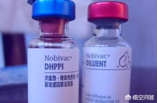 真假英特威疫苗辨认:英特威犬用疫苗为什么有两种？