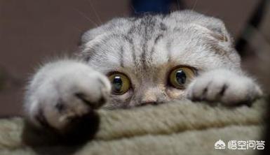 银折耳猫为什么不能养:折耳猫真的活不过两年吗？