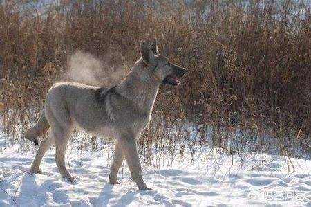 狼青犬训练方法:狼青犬都有什么样的优点？
