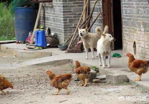 斑鱼狗可以捉吗?:农村家庭爱喂养的土狗会逮老鼠吗？
