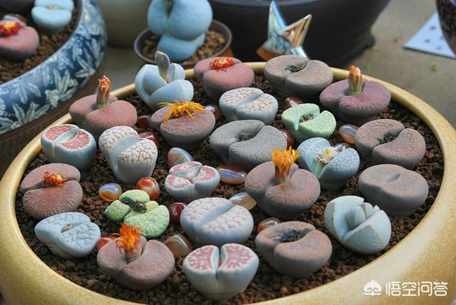 石花图片,鹿角海棠茎杆枯萎可以浸盆吗？