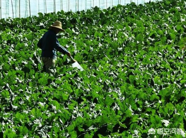 一方面果农菜农产品滞销,一方面市场价格高,这其中的矛盾在哪里？