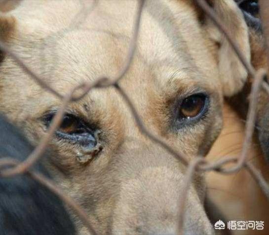 反虐待动物法:犬只管理是合法合规的，那么对于恶意伤犬的人该怎么监管呢？