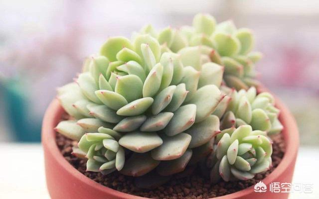 多肉大和锦根能长多粗:为什么有些多肉植物越养越小？多肉植物叶片变小的原因有哪些？