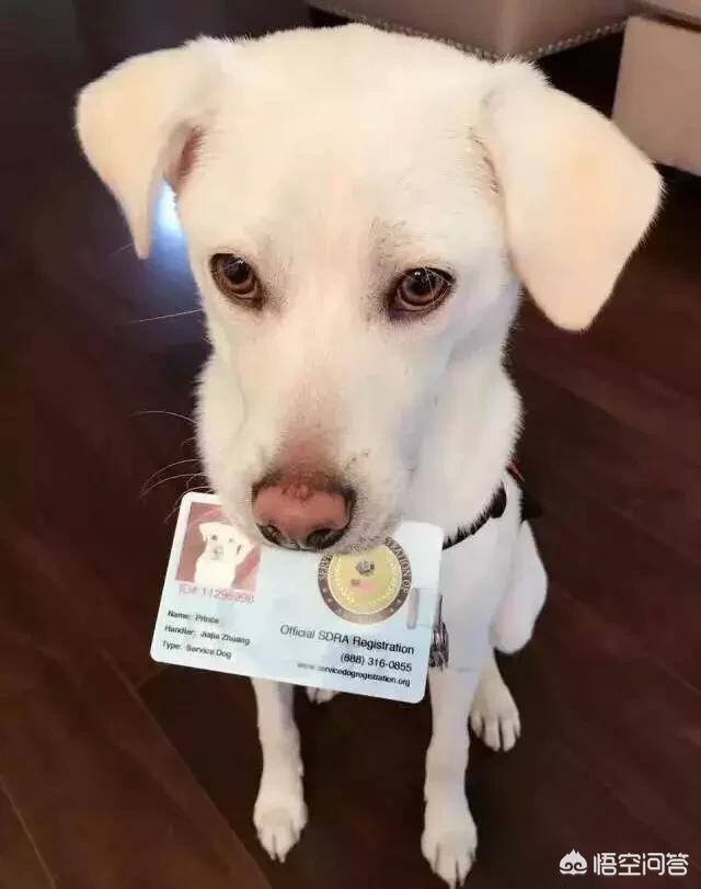 小白熊犬是土狗吗:为什么一些人不喜欢养土狗，土狗聪明吗？