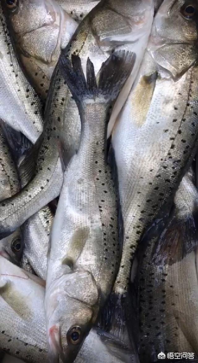 海水降温:核电站为什么要用海水降温 降温的时候去海钓，空军的概率大吗？