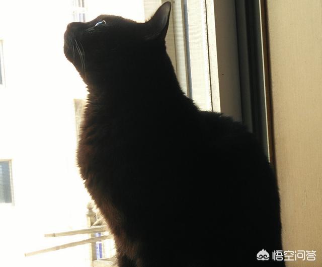 淘气的加菲猫招聘:中华田园猫的性格真的不如名种猫好吗？建议饲养吗？