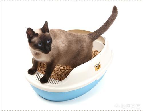 猫砂购买是固定一个牌子吗:猫砂要不要定期全部更换？