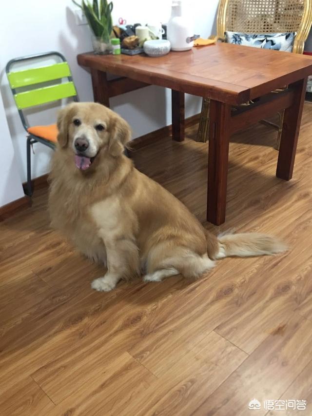 训练狗狗:怎么训练狗狗才是正确的方法？