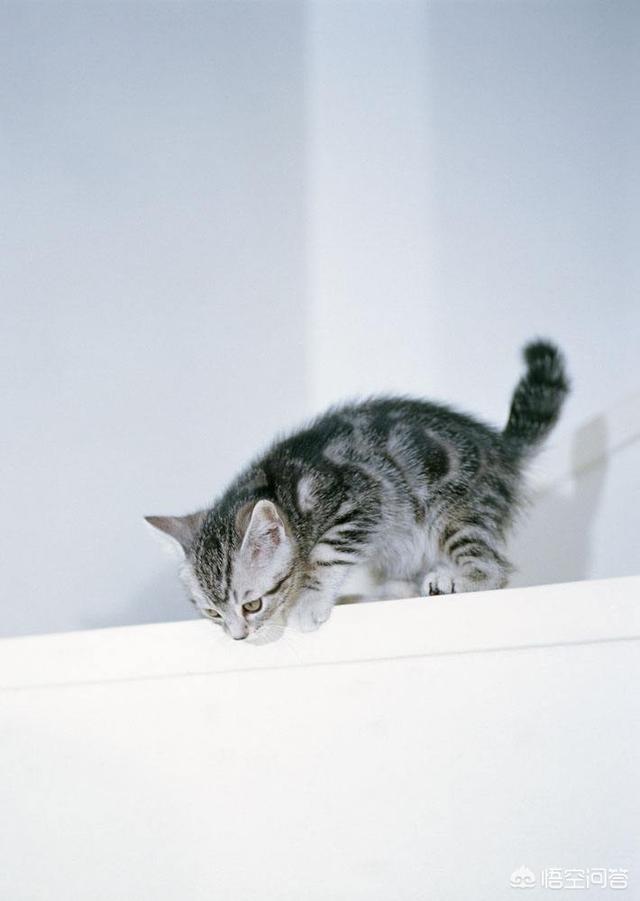 猫坚强:猫咪总是喜欢在高处，它不恐高吗？