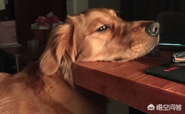 头条问答 边牧拉软便是喝水多吗 边牧喝多水会软便吗 是因为水的原因吗 艾达达老爸的回答 0赞