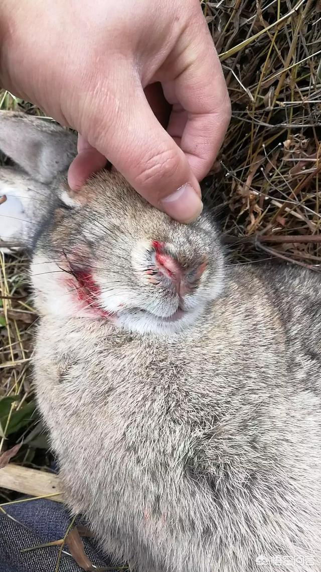 宠物兔养殖基地的兔舍常见形式:一百只种母兔需要多大的场地？有什么注意的吗？