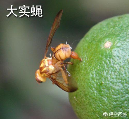 水果大战害虫:防控南方果实蝇，有什么比较好的办法？