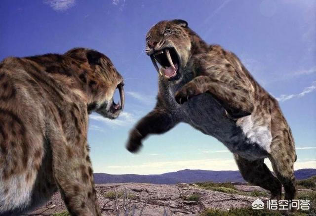 头条问答 - 剑齿虎这么强大为何灭绝了?