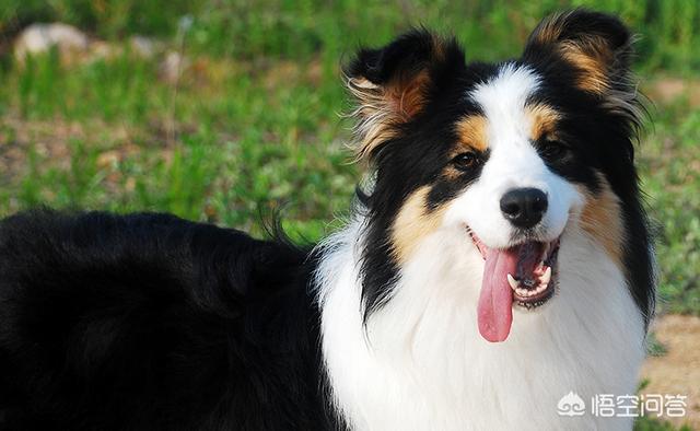 边牧犬图片:如何从边牧的睡觉姿势看出对主人的信任程度？ 边牧犬图片 幼犬