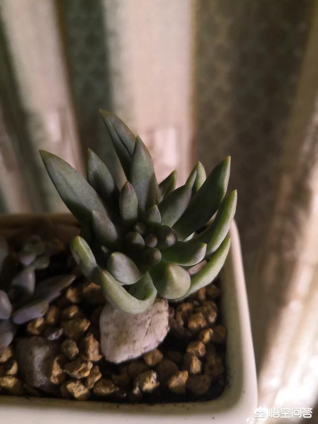 千佛手:多肉千佛手什么季节砍头比较好？