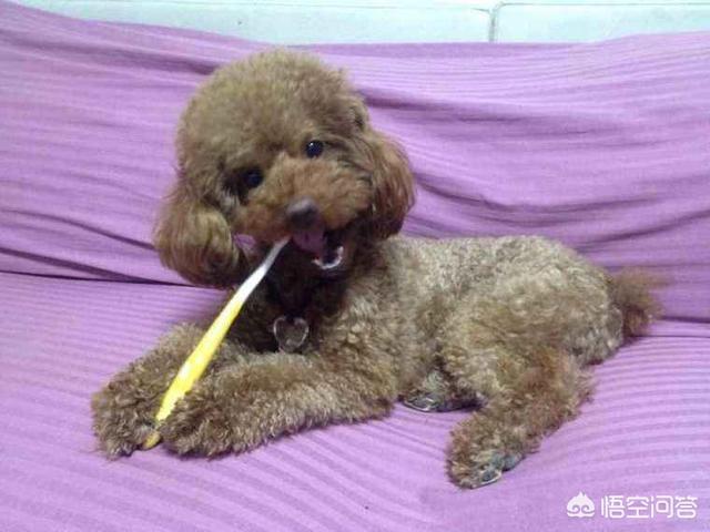 美卡犬要挤肛门:有什么事情不能够对泰迪犬做的？