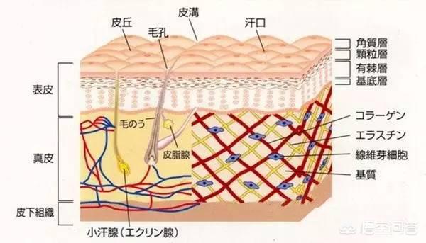 乔雅冰:天冷的时候皮肤干燥，用哪个牌子的玻尿酸比较好？
