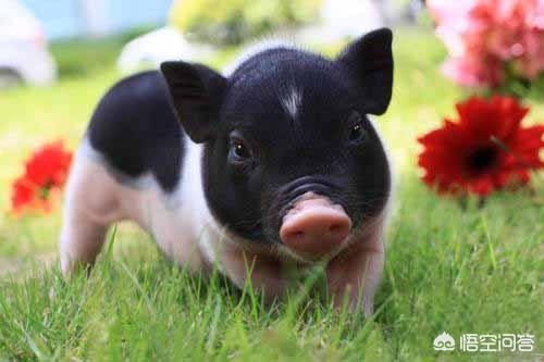 小香猪养殖:养殖香猪和养殖普通的猪哪个比较有优势？