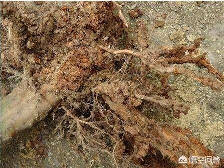 为何水熊虫能在－273°生存？