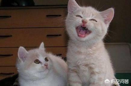 波斯猫儿:有哪一瞬间你觉得被猫咪萌化了？