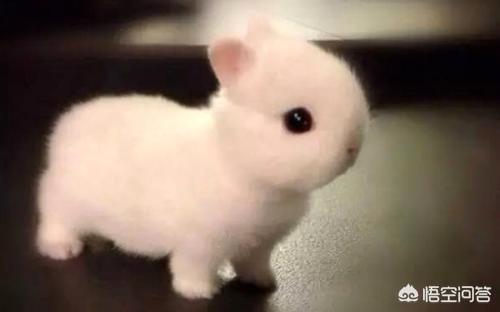 教你如何饲养宠物兔:如何正确的喂养宠物兔吃什么？