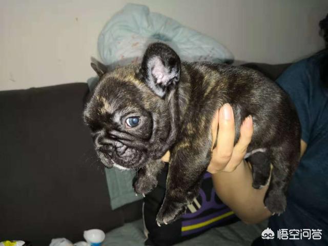 法牛犬:法斗犬除了喜欢会舔人，还有什么原因让它舔人吗？