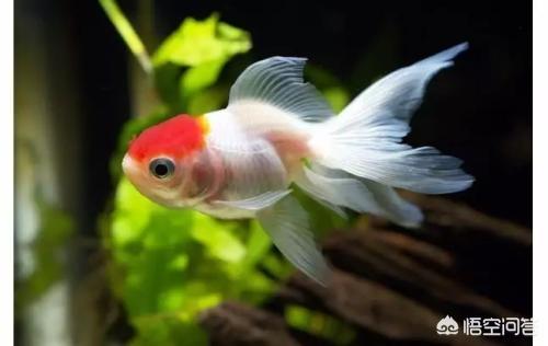 教你养观赏鱼的过滤方法:饲养观赏鱼需要定期大换水清理鱼缸吗？怎样养好观赏鱼？ 养观赏鱼过滤制作